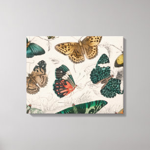 Butterfly Collection Antike Schmetterlinge Leinwanddruck