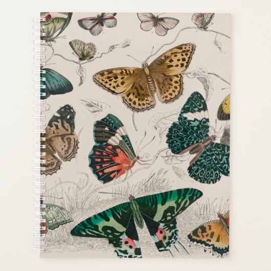 Butterfly Collection Antike Schmetterlinge Planer (Vorderseite)