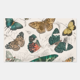 Butterfly Collection Antike Schmetterlinge Rechteckiger Aufkleber