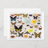 Butterfly Collection Postkarte (Vorne/Hinten)