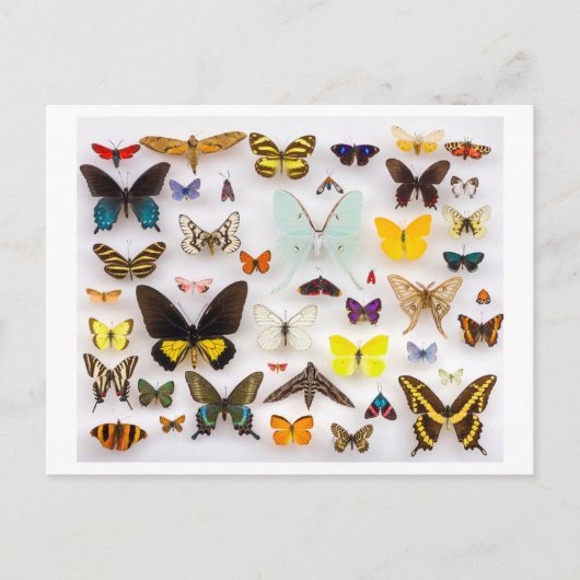 Butterfly Collection Postkarte (Vorderseite)