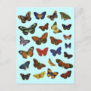 Butterfly Collection Postkarte