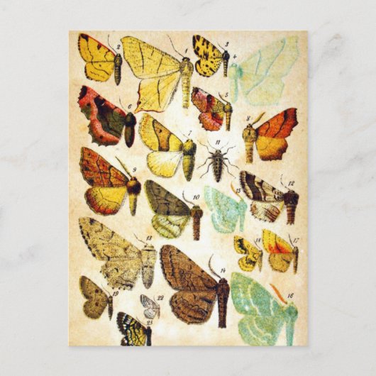 Butterfly Collection Postkarte (Vorderseite)