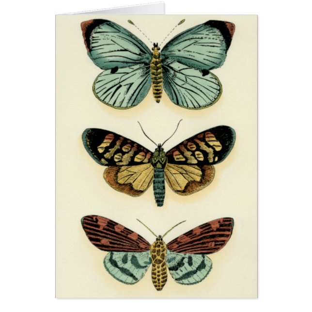 Butterfly Collection von Chariklia Zarris (Vorne)