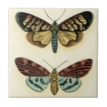 Butterfly Collection von Chariklia Zarris Fliese<br><div class="desc">Dieses Gemälde von Chariklia Zarris ist ein Traum der Lepidopteristen! Ein erstaunlich detaillierter Druck einer Schmetterlingskollektion,  atemberaubend in der Farbgebung. Holen Sie sich noch heute Ihr Exemplar!</div>