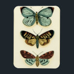 Butterfly Collection von Chariklia Zarris Magnet<br><div class="desc">Dieses Gemälde von Chariklia Zarris ist ein Traum der Lepidopteristen! Ein erstaunlich detaillierter Druck einer Schmetterlingskollektion,  atemberaubend in der Farbgebung. Holen Sie sich noch heute Ihr Exemplar!</div>