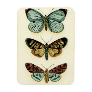Butterfly Collection von Chariklia Zarris Magnet