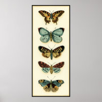 Butterfly Collection von Chariklia Zarris