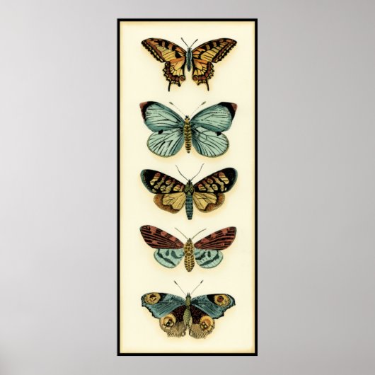 Butterfly Collection von Chariklia Zarris Poster (Vorne)