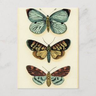 Butterfly Collection von Chariklia Zarris Postkarte