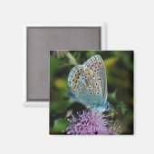 Butterfly Common Blue auf dem Sickelmagneten Magnet (Vorderseite/Rückseite)