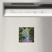 Butterfly Common Blue auf dem Sickelmagneten Magnet (In Situ (Geschirrspüler))