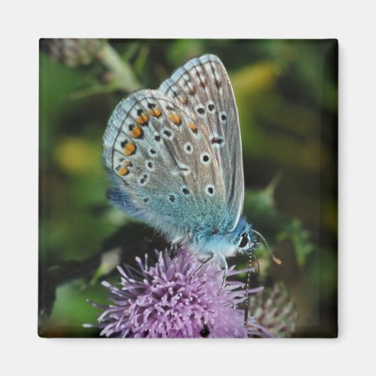 Butterfly Common Blue auf dem Sickelmagneten Magnet (Vorne)