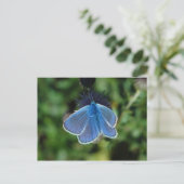 Butterfly Common Blue auf der Ansichtskarte Postkarte (Stehend Vorderseite)