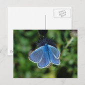 Butterfly Common Blue auf der Ansichtskarte Postkarte (Vorne/Hinten)