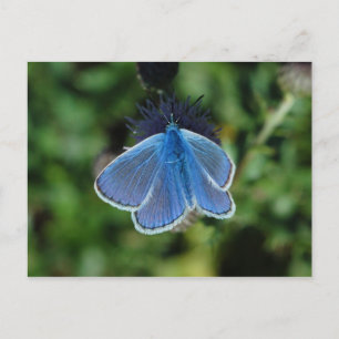 Butterfly Common Blue auf der Ansichtskarte Postkarte