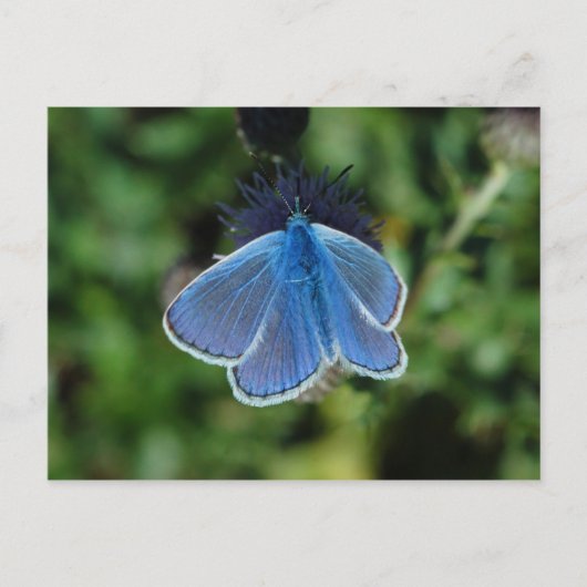Butterfly Common Blue auf der Ansichtskarte Postkarte (Vorderseite)