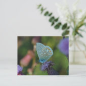 Butterfly Common Blue Postkarte (Stehend Vorderseite)