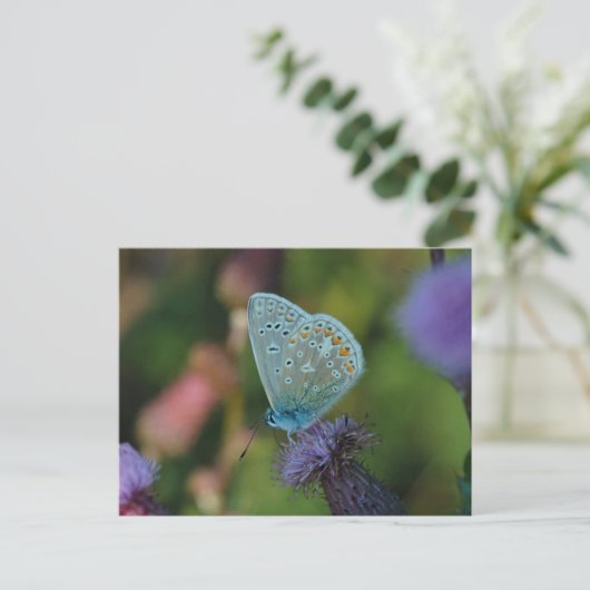 Butterfly Common Blue Postkarte (Stehend Vorderseite)