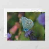 Butterfly Common Blue Postkarte (Vorne/Hinten)