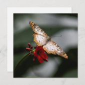 Butterfly Danke (Vorne/Hinten)