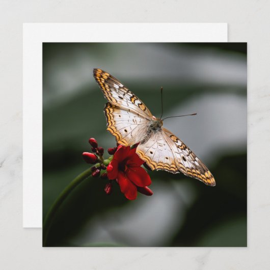 Butterfly Danke (Vorne/Hinten)