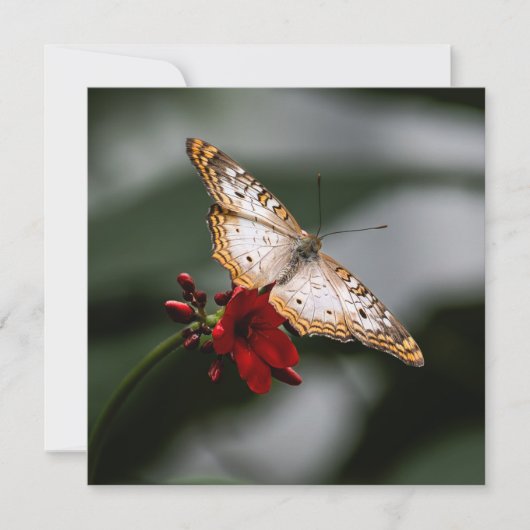 Butterfly Danke (Vorderseite)