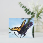 Butterfly Eastern Tiger Frack Fotografisch Postkarte (Stehend Vorderseite)