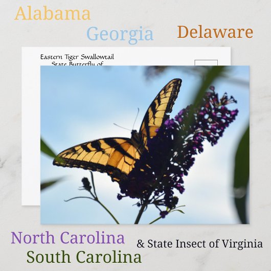 Butterfly Eastern Tiger Frack Fotografisch Postkarte