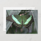 Butterfly Emerald Peacock Frack # 2 Postkarte (Vorne/Hinten)