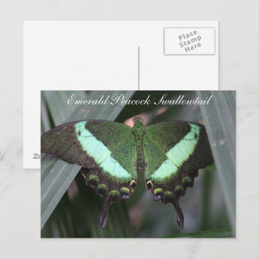 Butterfly Emerald Peacock Frack # 2 Postkarte (Vorne/Hinten)