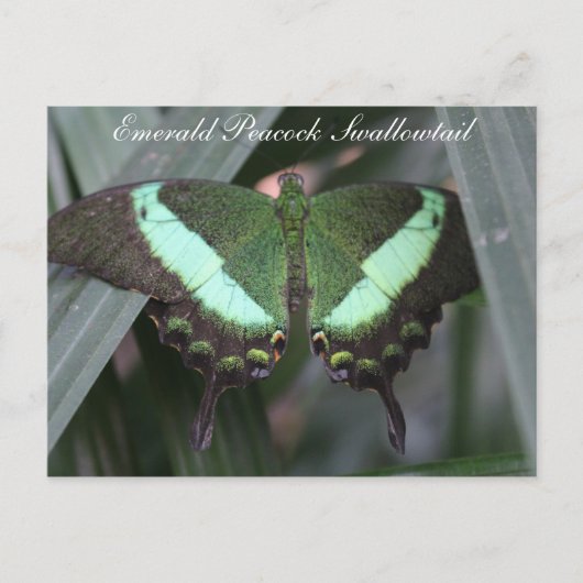 Butterfly Emerald Peacock Frack # 2 Postkarte (Vorderseite)