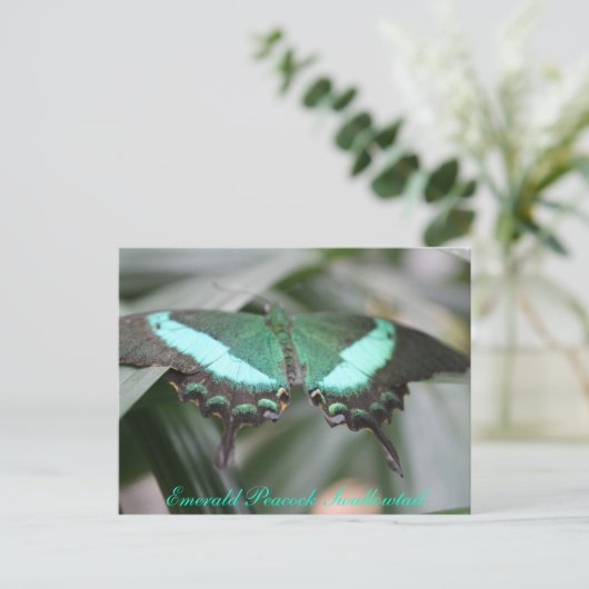 Butterfly Emerald Peacock Frack # 3 Postkarte (Stehend Vorderseite)