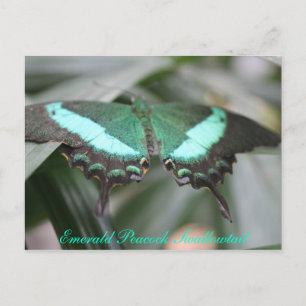 Butterfly Emerald Peacock Frack # 3 Postkarte
