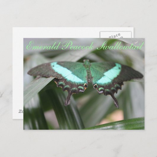Butterfly Emerald Peacock Frack # 5 Postkarte (Vorne/Hinten)