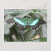 Butterfly Emerald Peacock Frack # 5 Postkarte (Vorderseite)