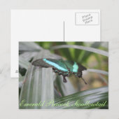 Butterfly Emerald Peacock Frack Nr. 6 Postkarte (Vorne/Hinten)
