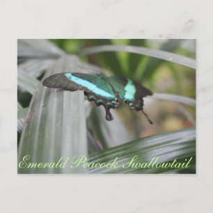 Butterfly Emerald Peacock Frack Nr. 6 Postkarte