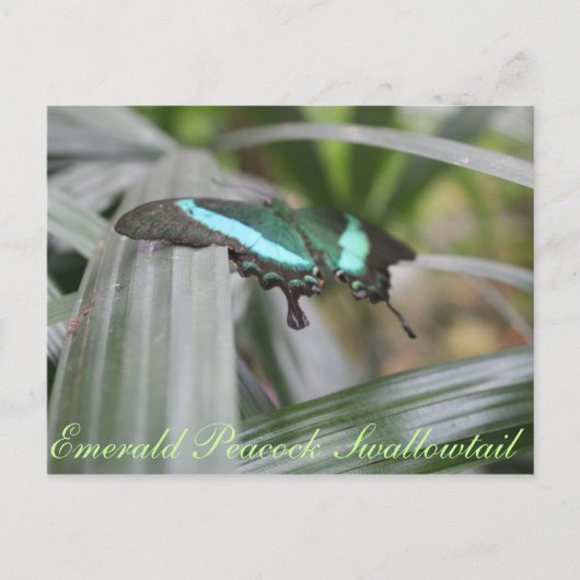 Butterfly Emerald Peacock Frack Nr. 6 Postkarte (Vorderseite)