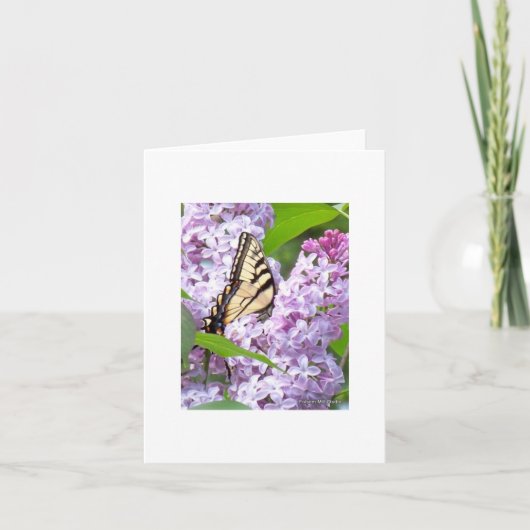 Butterfly Feeding Greeting Card Karte (Vorderseite)