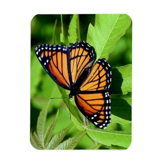 Butterfly-flexibler Magnet (Vertikal)