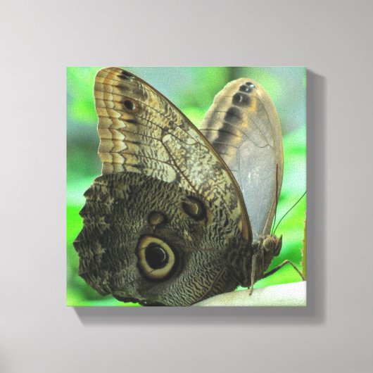 Butterfly Floral Canvas Print Leinwanddruck (Vorderseite)