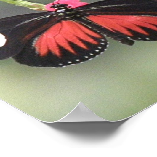 Butterfly-Foto-Design Poster (Ecke)