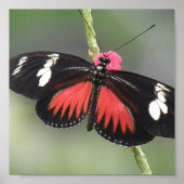 Butterfly-Foto-Design Poster (Vorne)