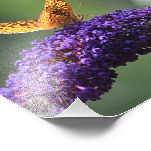 Butterfly Foto Print (Ecke)