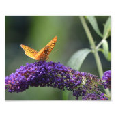Butterfly Foto Print (Vorne)