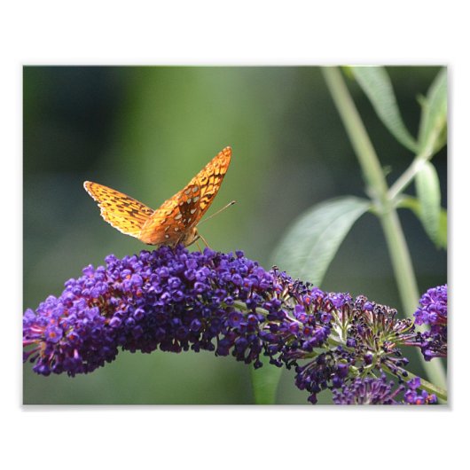 Butterfly Foto Print (Vorne)