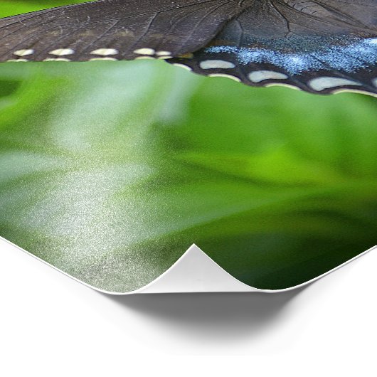 Butterfly Foto Print (Ecke)