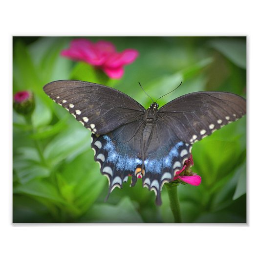 Butterfly Foto Print (Vorne)