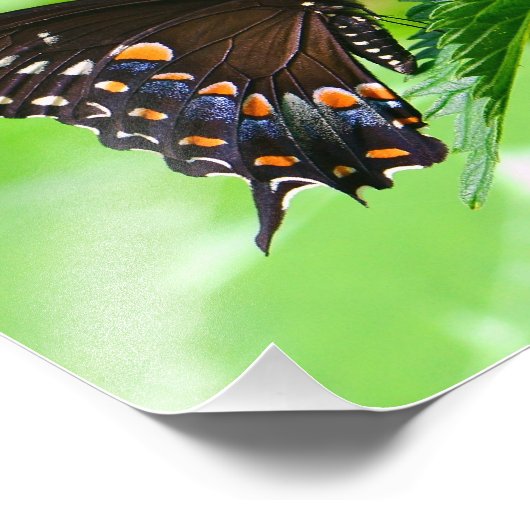 Butterfly Foto Print (Ecke)